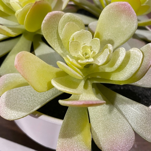 Faux Succulent in White Pot in Metal Pot 5-1/4 inch wide - Picture 3 of 5